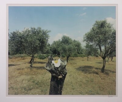 Jean Ruiter - The Eggplant  - 78 x 83 cm - foto op fotopapier - ingelijst