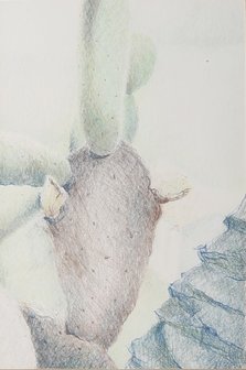 Eveline de Boer - Detail cactus - 43 x 30 cm - Potloodtekening op papier